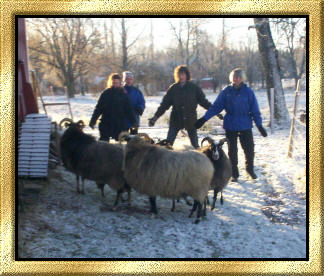 Herding without dog.